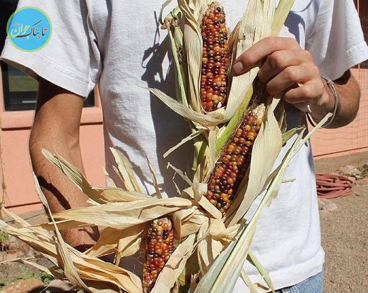 عجیـب‌ترین ذرت جهان! +عکس