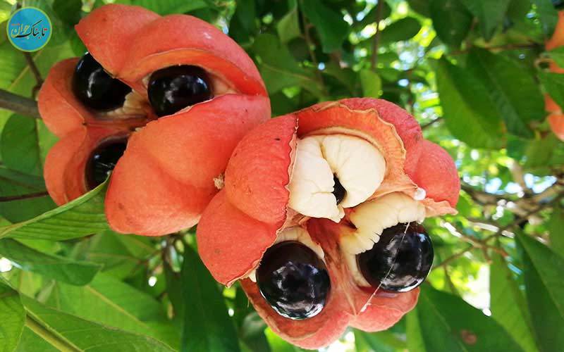 میوه های عجیب دنیا!