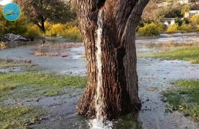 پدیده ای باورنکردنی وسط یک درخت زنده ! + عکس