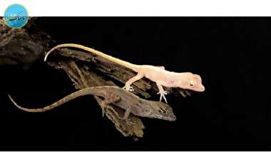 بسته خبری : مارمولک هایی به رنگ صورتی روشن