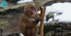 افزودن ژن مغز انسان به میمون‌ها