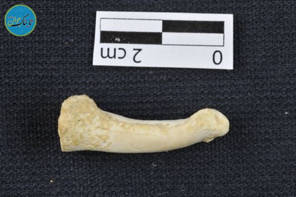 کشف فسیل گونه‌ ناشناخته‌ای از انسان+تصاویر