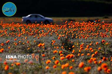 دشت شقایق وحشی/گزارش تصویری