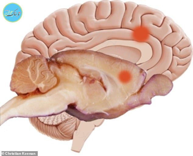 موش‌ها مانند انسان درد در دیگران را حس می‌کنند