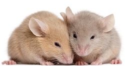 موش‌ها مانند انسان درد در دیگران را حس می‌کنند