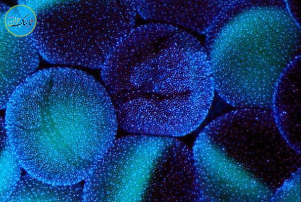 عجیب و غریب‌ترین اتفاقات دنیای علم در سالی که گذشت