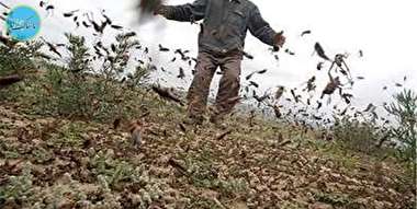 هجوم میلیون‌ها ملخ عربستانی به ایران +فیلم