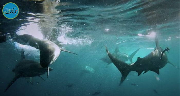 لحظه حمله و بلعیده شدن کوسه توسط کوسه دیگر! + تصاویر