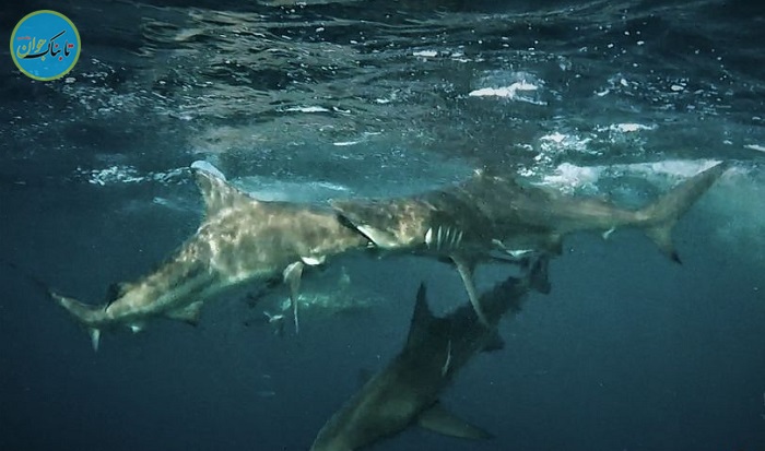 لحظه حمله و بلعیده شدن کوسه توسط کوسه دیگر! + تصاویر