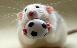 یک موش، عامل اختلال در بازی تیم‌های لیگ برتری!