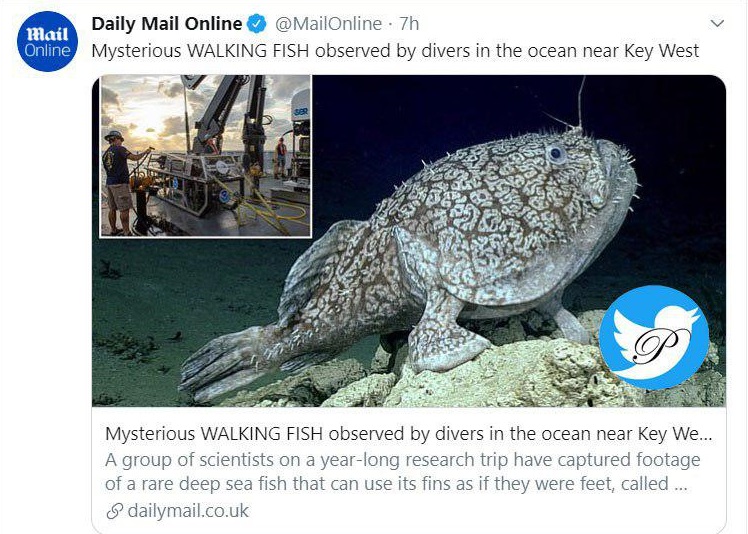 ماهی نادر ۱.۵ متری که راه می‌رود