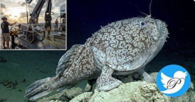 ماهی نادر ۱.۵ متری که راه می‌رود + فیلم و عکس