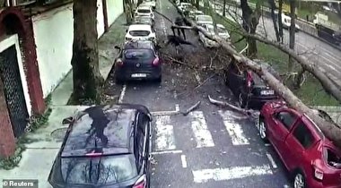 نجات معجزه آسا از مرگ در حادثه سقوط درخت