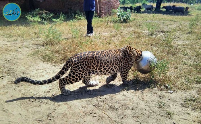 سرنوشت پلنگی که سرش داخل ظرف فلزی گیر افتاد 