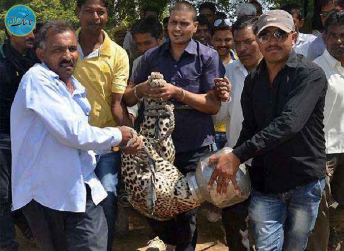 سرنوشت پلنگی که سرش داخل ظرف فلزی گیر افتاد