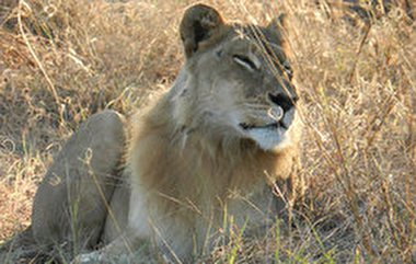 غلبه مهر مادری بر قدرت شیر + فیلم