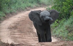 صحنه جالب کمک فیل مادر به بچه‌اش