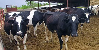 گاوها با سروصداهای مختلف، ابراز احساسات می کنند