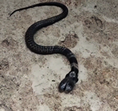 مشاهده مار کبری ۲ سر در هند + فیلم