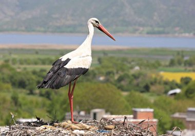 زندگی زیبای لک لک ها کنار مردم + فیلم