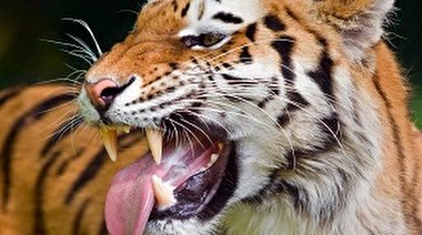 مرد هندی با تمارض به مرگ از دست ببر گریخت!