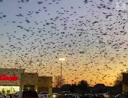 صحنه وحشتناک هجوم پرندگان به فروشگاه!