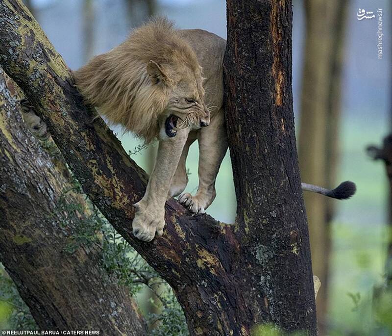 فرار شیر از دست گاومیش ها + تصاویر