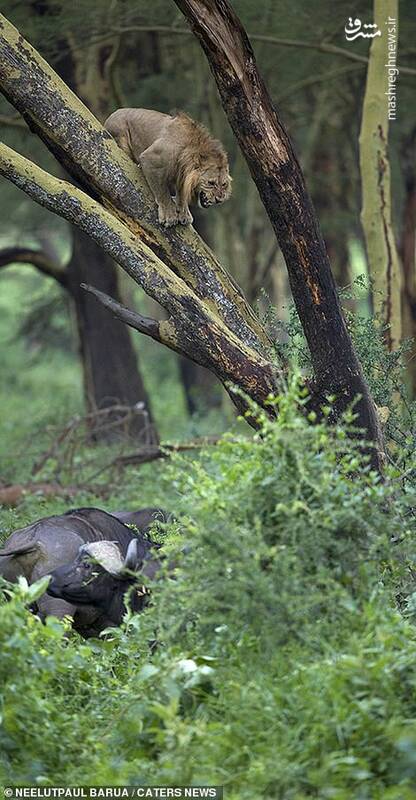 فرار شیر از دست گاومیش ها + تصاویر