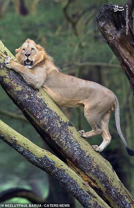 فرار شیر از دست گاومیش ها + تصاویر