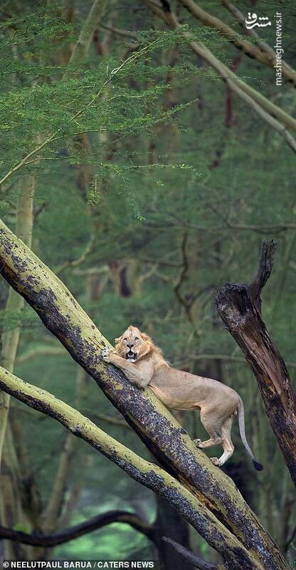 فرار شیر از دست گاومیش ها + تصاویر