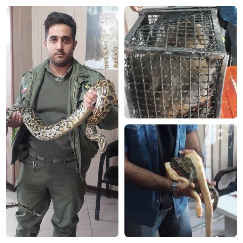 کشف مارهای پیتون غول‌پیکر از خانه مرد معرکه‌گیر در ملارد