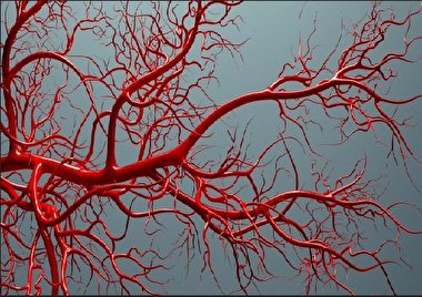 نکاتی برای حفظ سلامت عروق