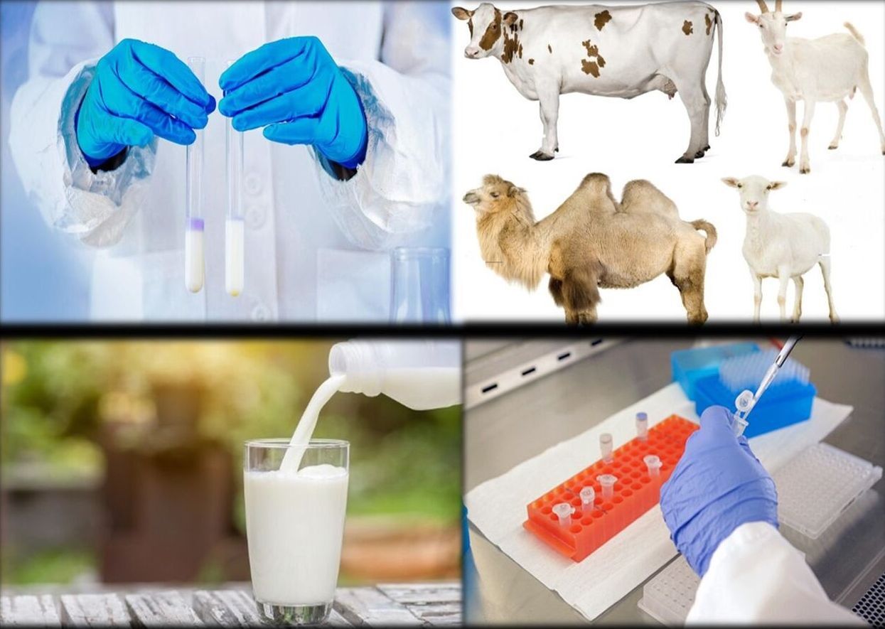 راه اندازی روش‌ شناسایی تقلب مواد غذایی در محصولات لبنی