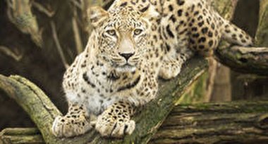 ترساندن جگوار توسط سمورهای آبی + فیلم