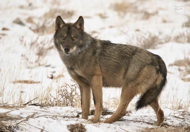 گرگ ایرانی در هوای برفی