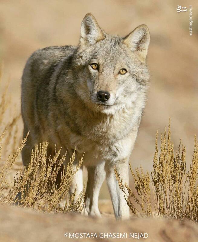 گرگ ایرانی در هوای برفی