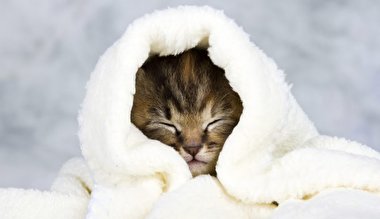 نجات سه بچه گربه از یخ زدگی با قهوه گرم+فیلم