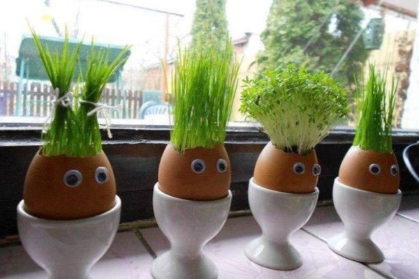 آموزش سبز کردن سبزه عید در خانه