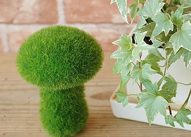 آموزش سبز کردن سبزه عید در خانه