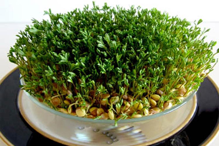 آموزش سبز کردن سبزه عید در خانه