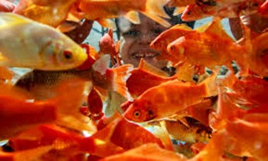 امسال ماهی قرمز نخرید!