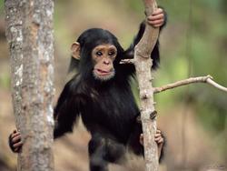 شیوه جالب ماموران جنگلبانی برای فراری دادن میمون ها + فیلم