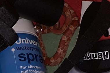 نفوذ مار قرمز در کابینت خانه!+عکس