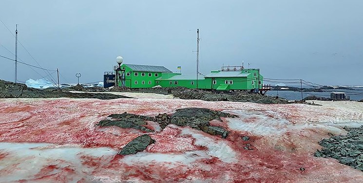 تصاویری از برف صورتی در قطب جنوب