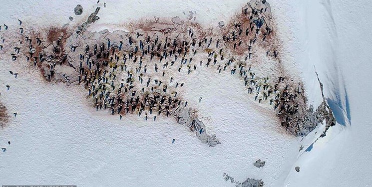 تصاویری از برف صورتی در قطب جنوب