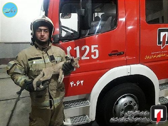 شکار بچه روباه در پارکینگ منزل مسکونی