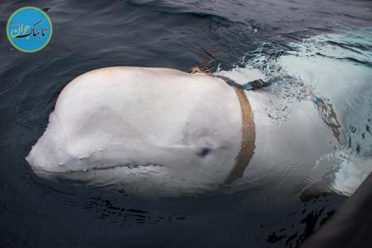 نهنگ جاسوس به دام افتاد! + تصاویر