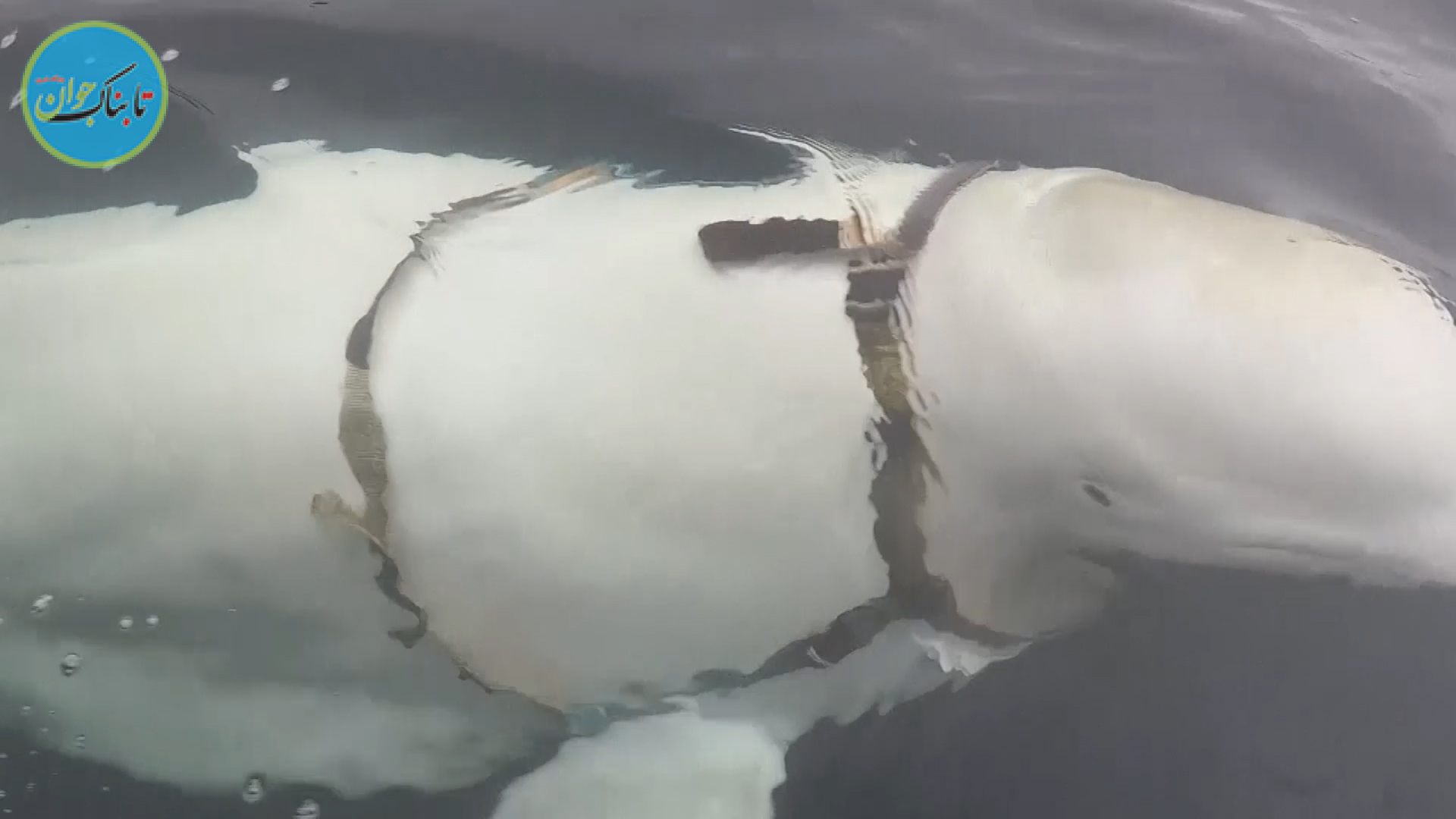 نهنگ جاسوس به دام افتاد! + تصاویر