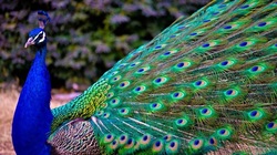 لحظه بی نظیر باز شدن پرهای طاووس