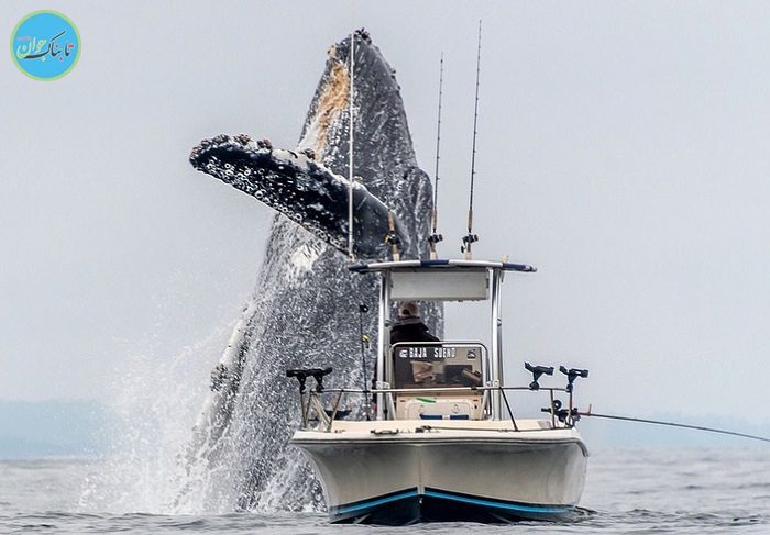 بالا آمدن حیرت انگیز نهنگ گوژپشت +عکس